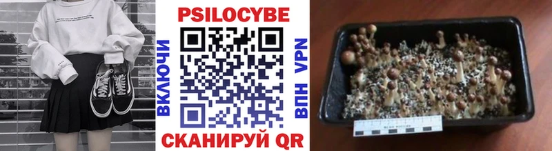 где продают   Комсомольск-на-Амуре  Псилоцибиновые грибы Psilocybe 